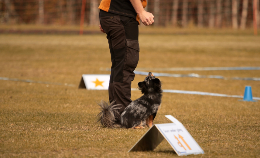 Спорт для собак и людей: 6 видов активности для здоровья питомца и хозяина