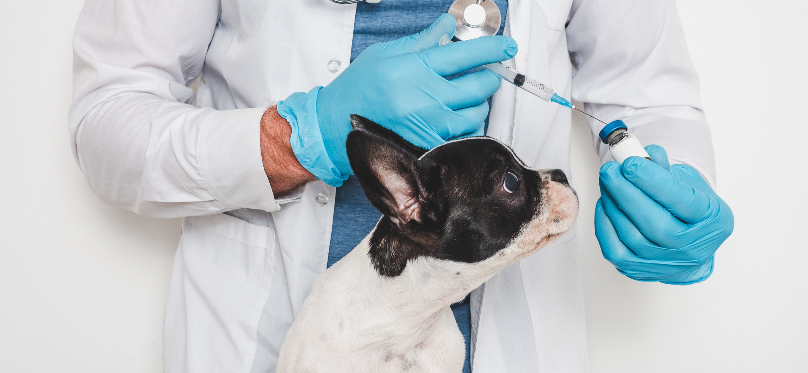 9 российских вакцин для собак