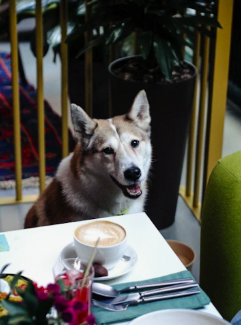 В баре «Маньяна» столик для гостей с крупными собаками визуально отделен от зала декоративным ограждением и зеленью
