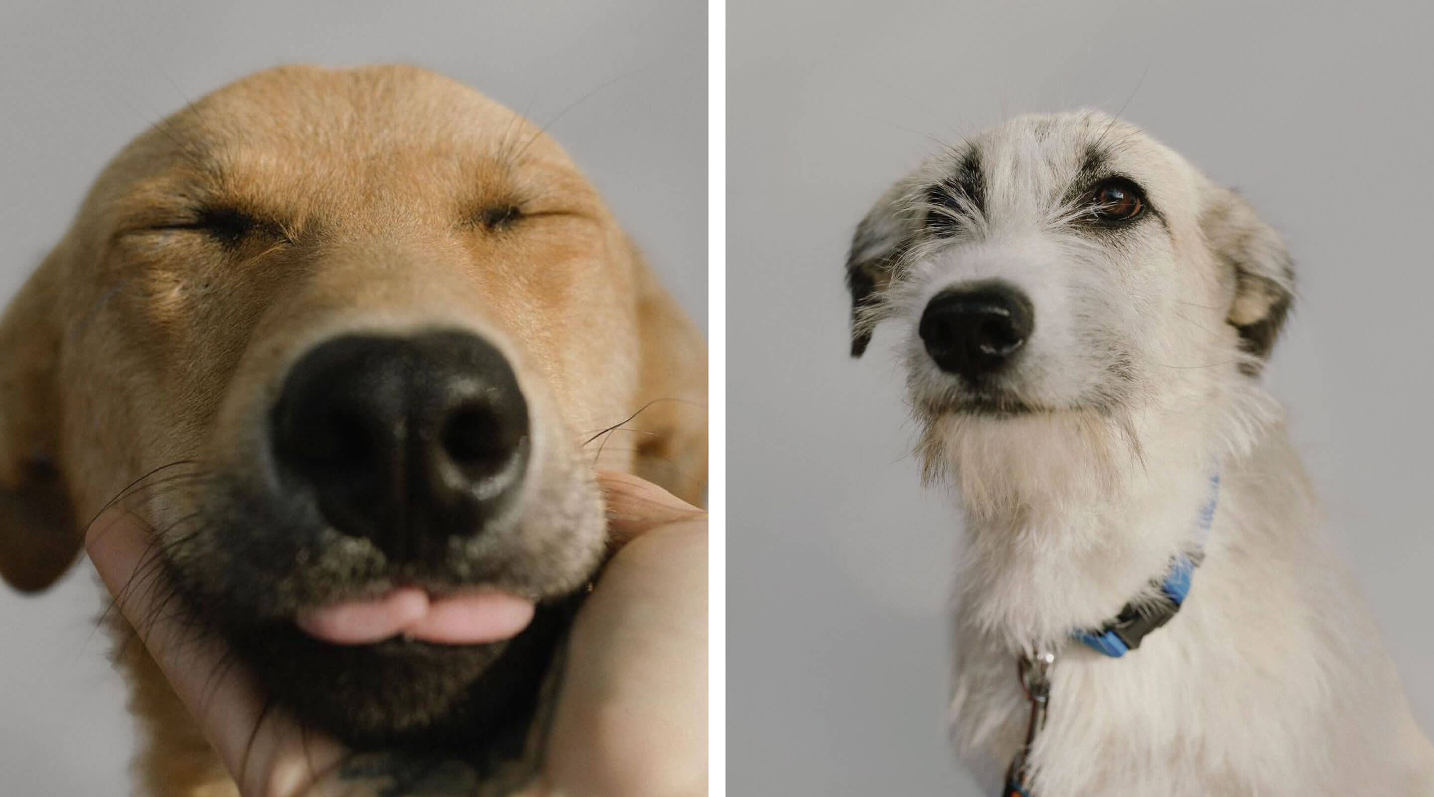 Собаки на фото — воспитанники приюта «Русдог»
