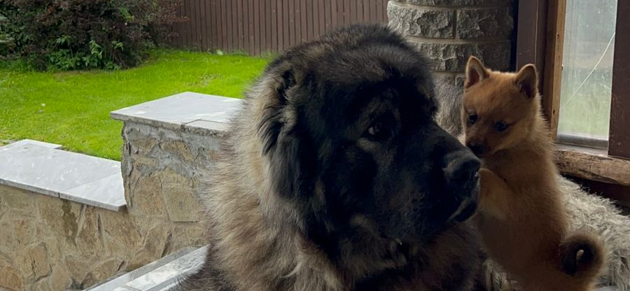 Фото питомцев: пес Абрек делится мудростью с щенком Фоксом