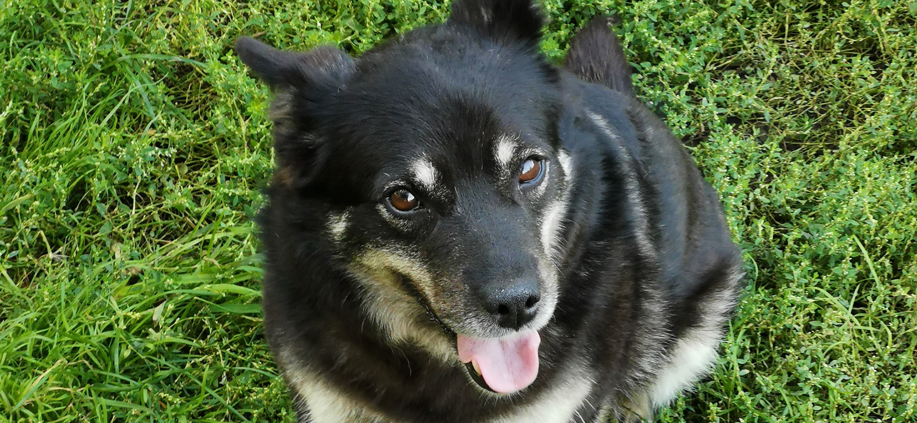 Мы спасли собак Бимку, Лапу, Мишку-Михаила и Кольку-Николая и котенка Ириску и заботимся о них