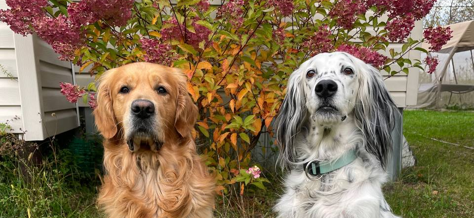 Фото питомцев: голден-ретривер Денни и сеттер Бэлла позируют на даче