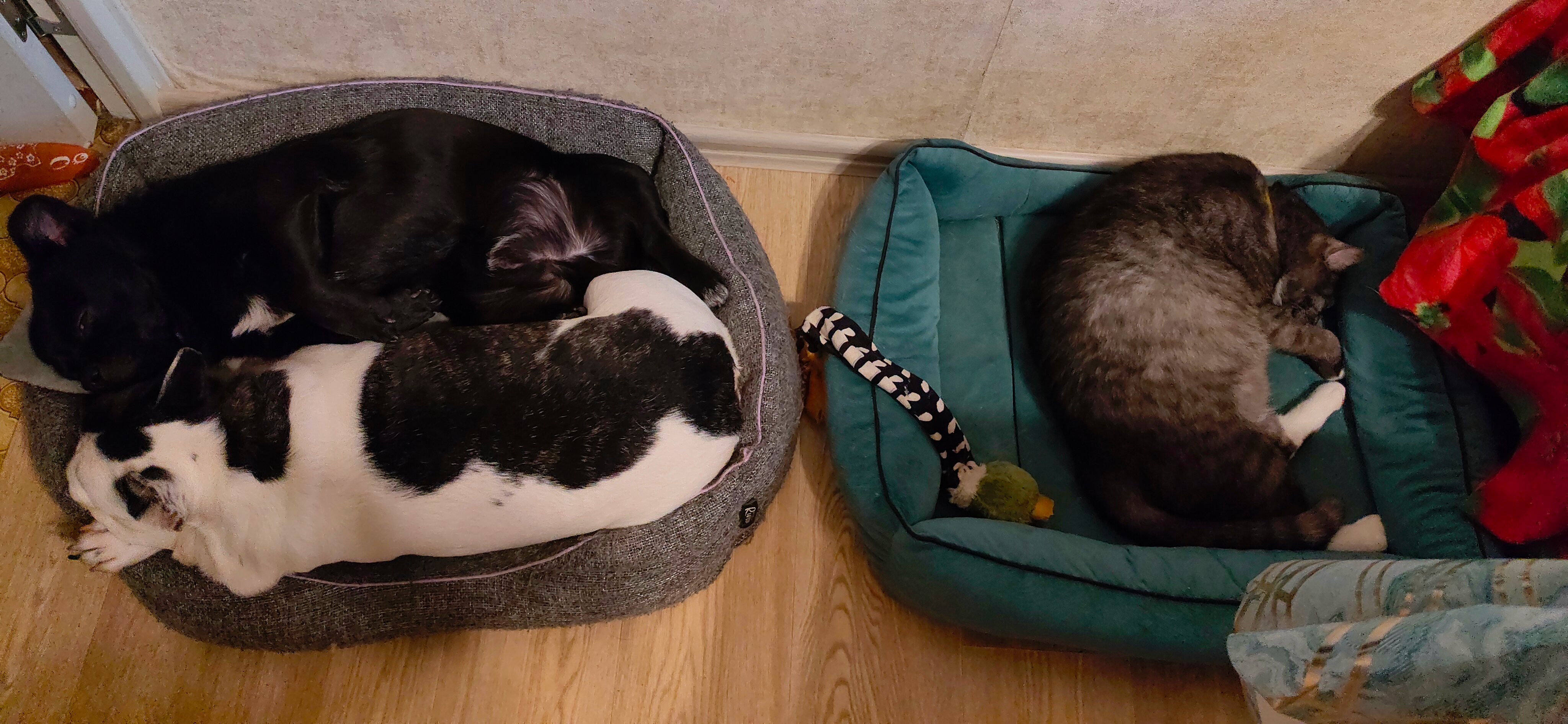 Фото питомцев: собаки Фурик и Пончик и кот Кузьма отдыхают