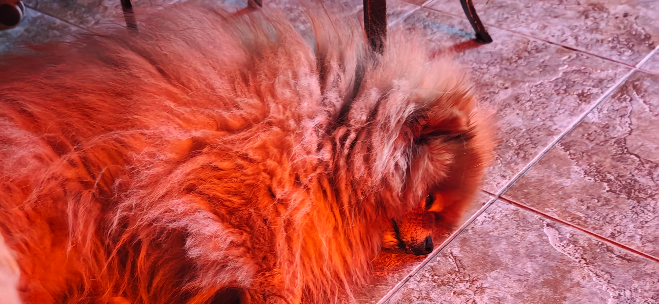 Фото питомцев: шпиц Марсель и лабрадор Фидель смотрят вечернее кино