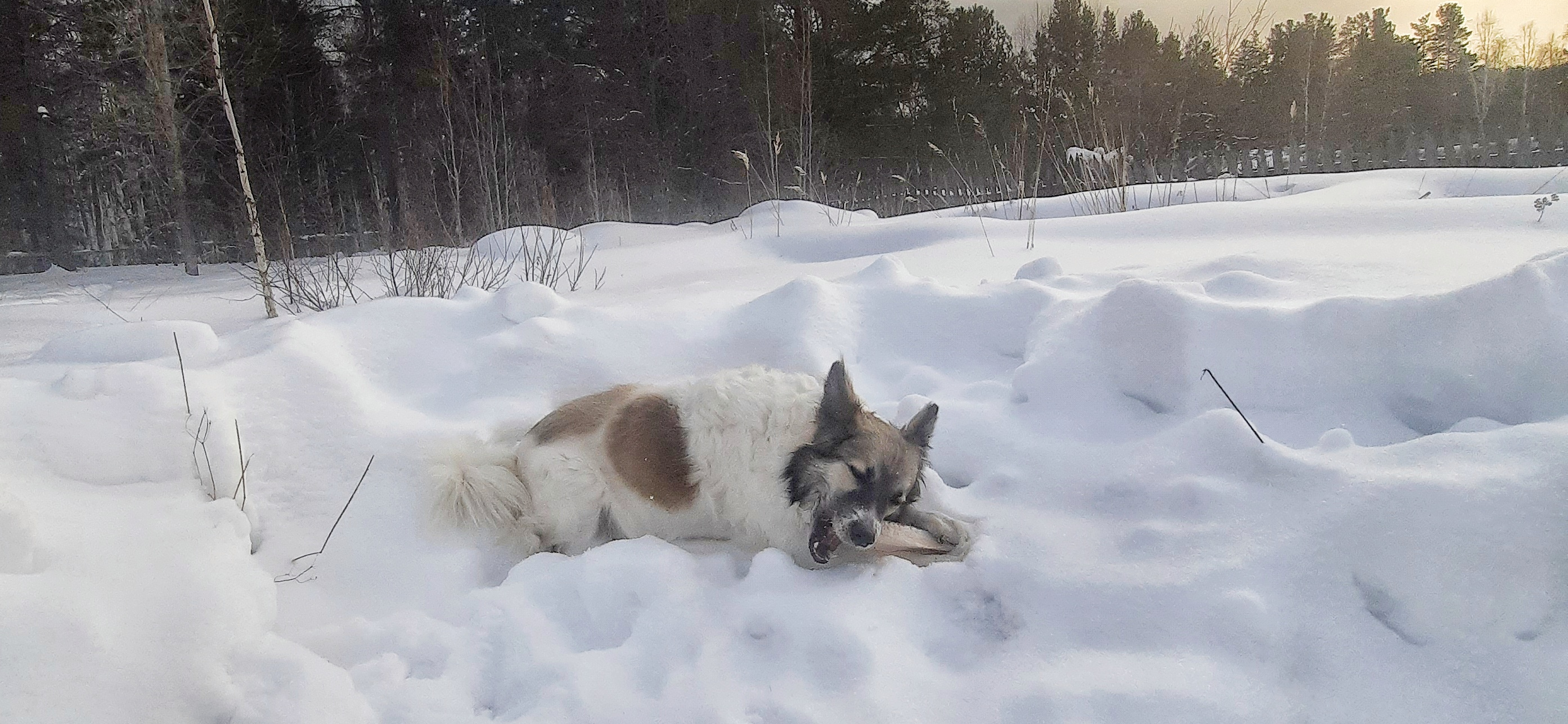 Фото питомцев: собаки на лежачей прогулке
