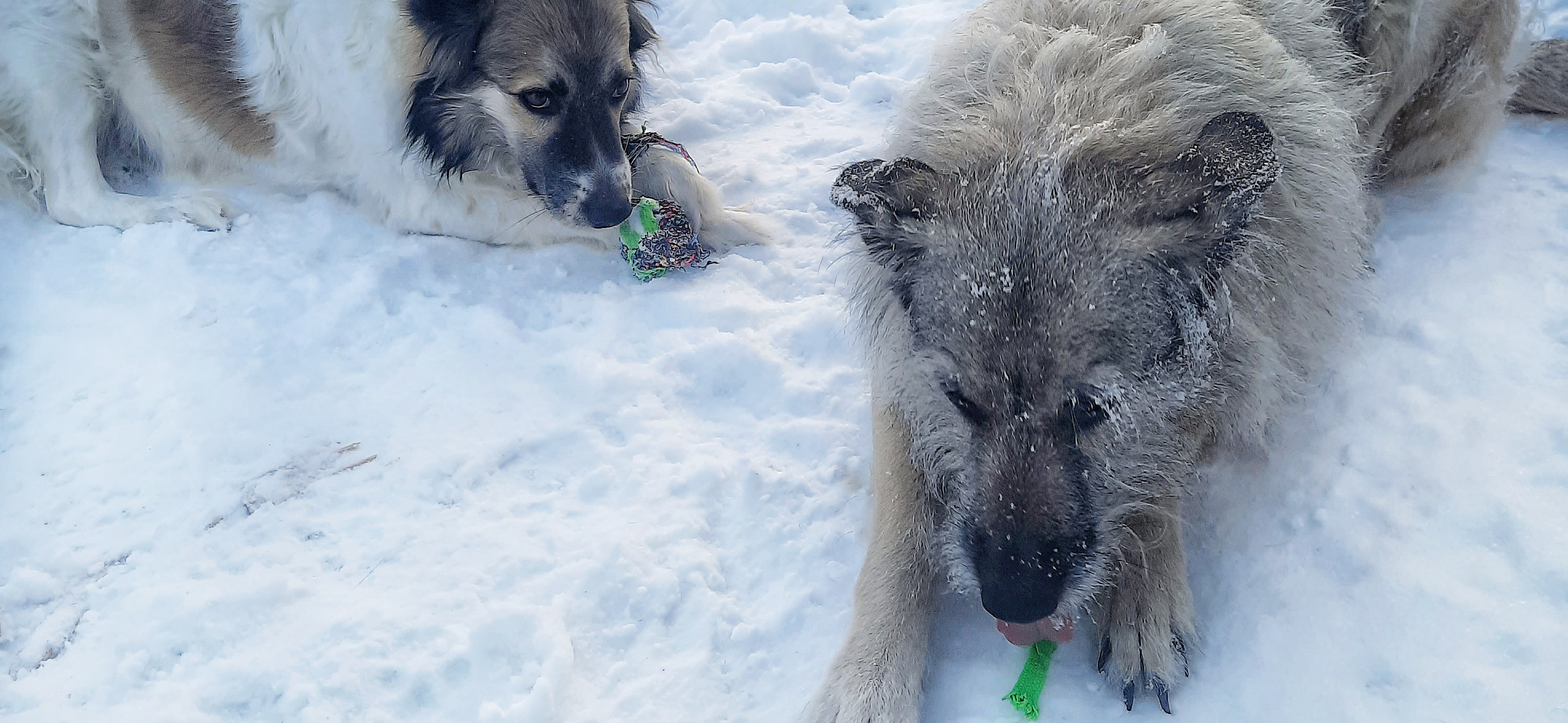 Фото питомца: собаки на зимней прогулке