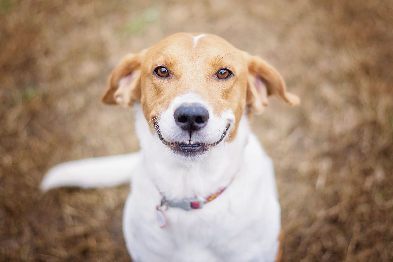Здесь собака не улыбается: мышцы напряжены, а уши прижаты. Фотография: Crystal Alba / Shutterstock / FOTODOM