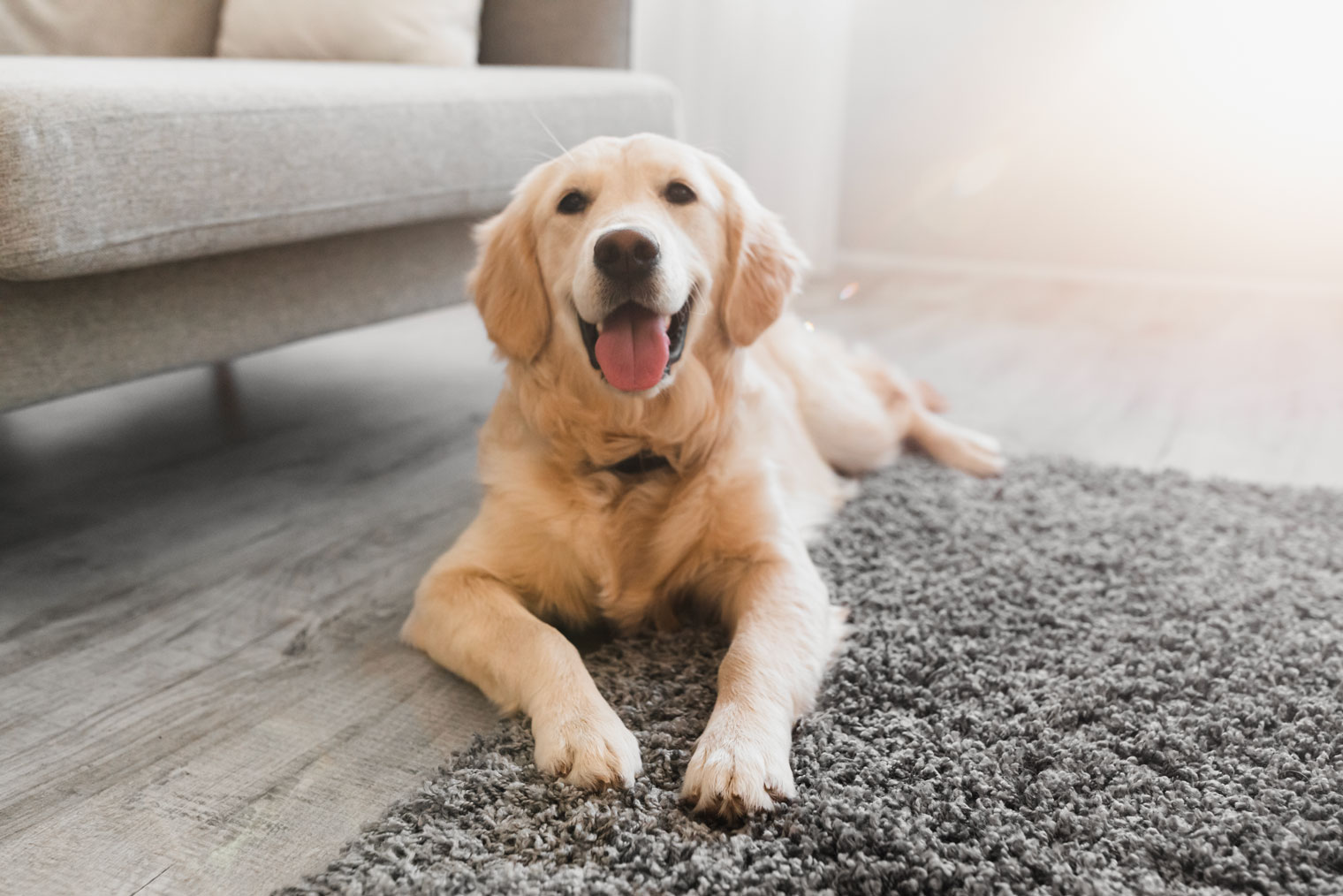 Так собачья «улыбка» выглядит на самом деле. Разница — в более расслабленном выражении морды. Фотография: Prostock⁠-⁠studio / Shutterstock / FOTODOM
