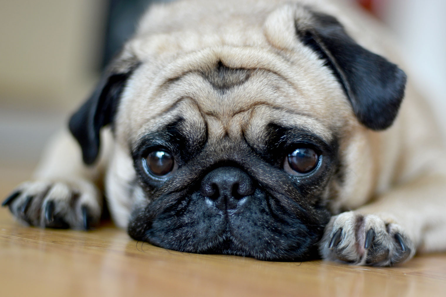 Плохое самочувствие собаки надежнее определять по грустным глазам, а не по слезам. Иногда таким взглядом питомцы привлекают внимание хозяев. Фотография: ponpimonsa_bibi / Shutterstock / FOTODOM