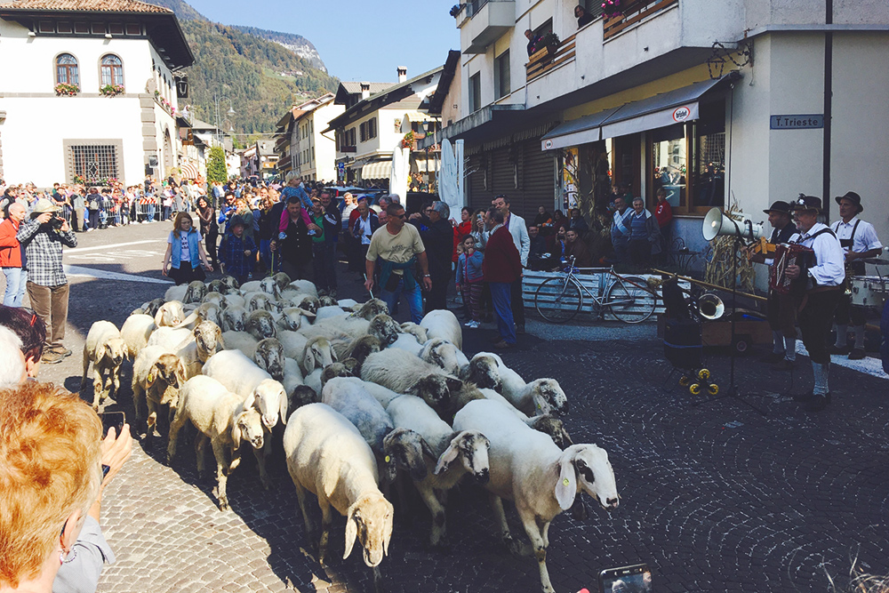 Феста овец, коров, коз и других животных проходит в октябре