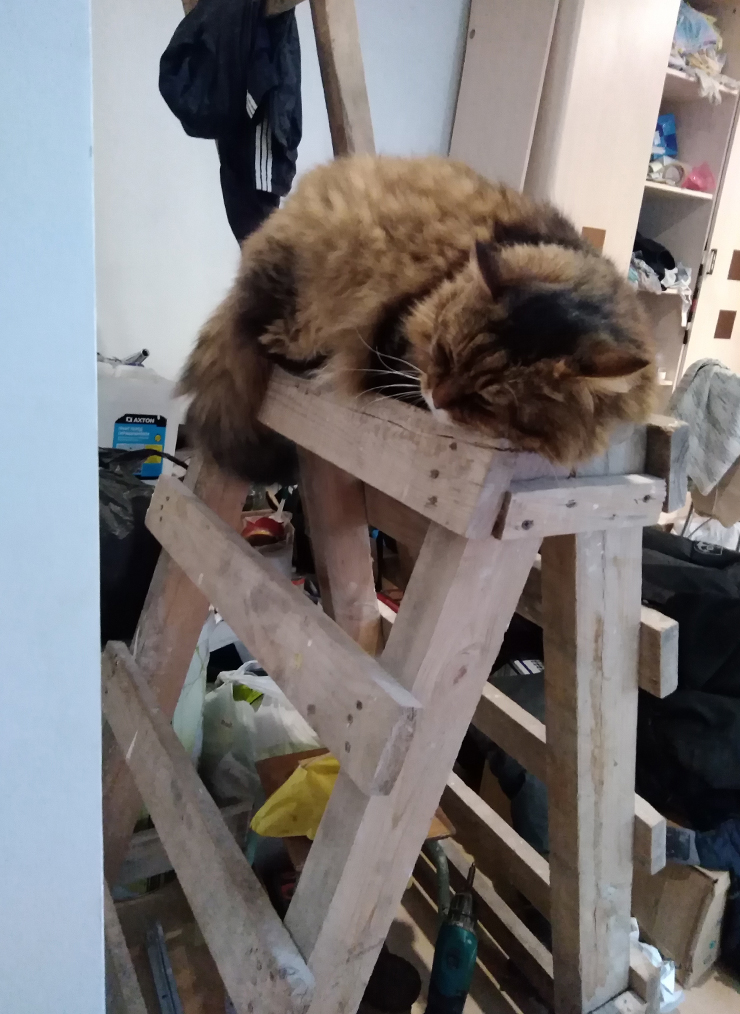 Это наш кот Мурзик. Именно он за две недели убил деревянную лестницу между этажами, которая стоила 125 000 ₽