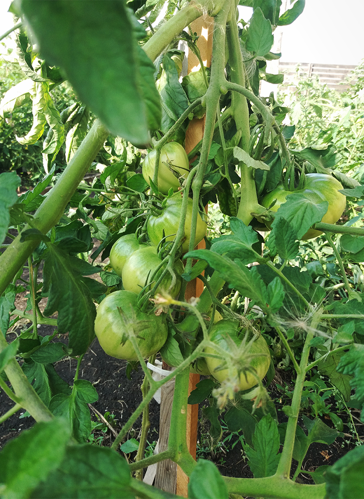 Моя мечта — вырастить огромный помидор