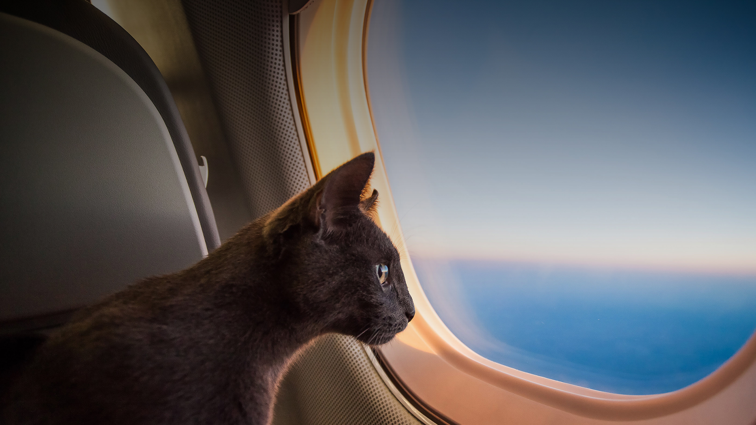 Перевозка кошек в самолете в 2024 году: только в специальной переноске и не всегда в салоне