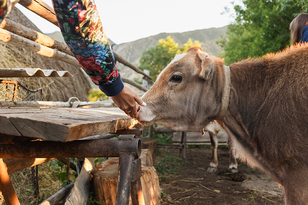 В гостевом доме в поселке Саты, где мы ночевали, были свои коровы. С утра нам разрешили их подоить, а потом показали, как гнать сметану. Нам очень понравилось!