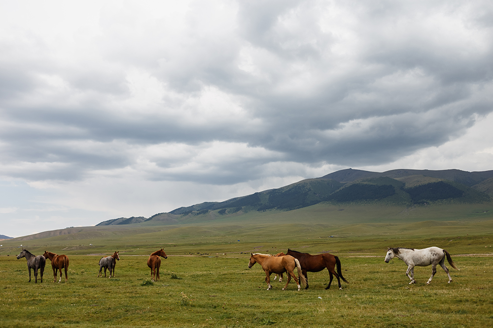 Животные свободно гуляют по плато — без загонов, заборов и веревок
