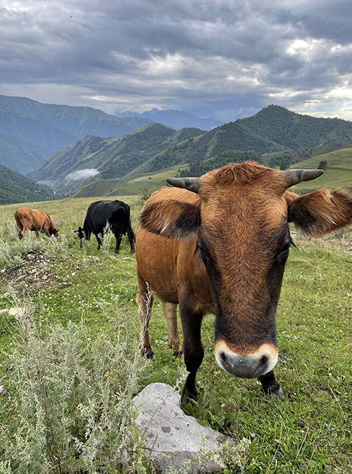 Коровы относятся к людям с опаской, но разрешают себя погладить