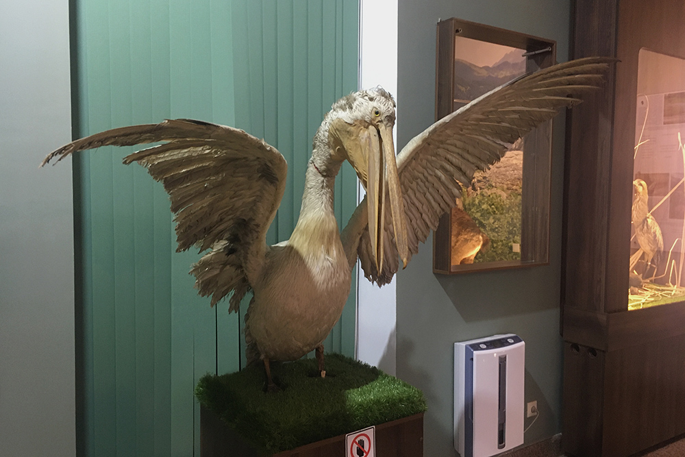 В музее есть много чучел животных, которые обитают в Абхазии, например этот пеликан