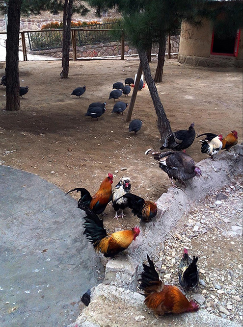 Цесарки, курицы и петухи свободно перемещаются по саду