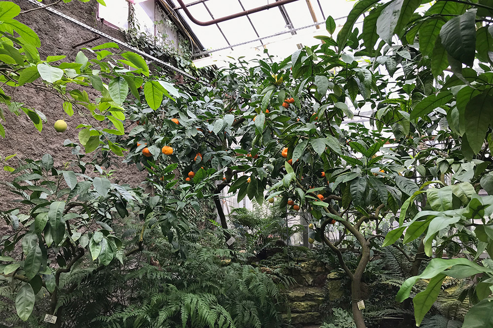 В оранжерее плодоносят деревья. Можно увидеть, как зреют мандарины, апельсины, лимоны, инжир