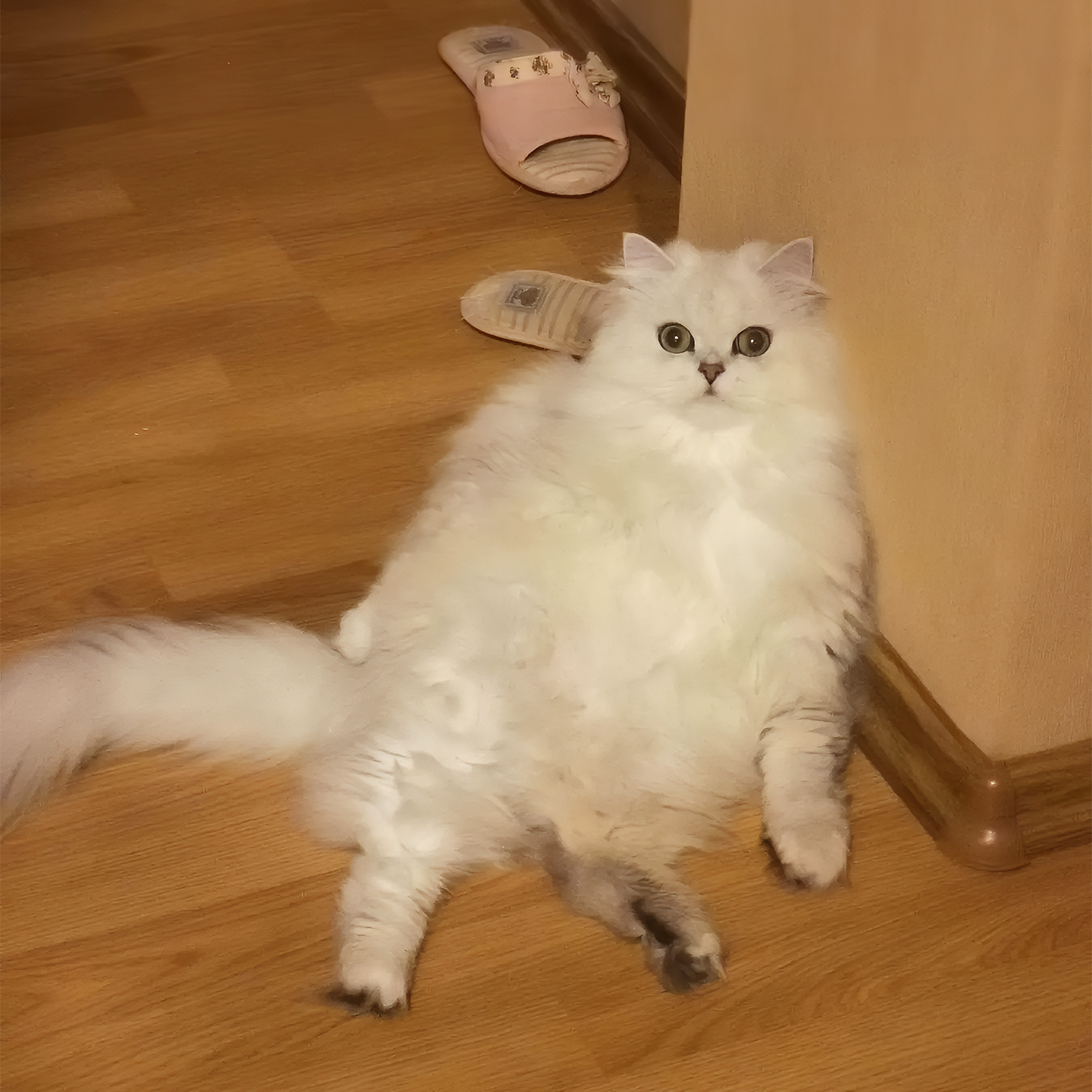 Мой красавец