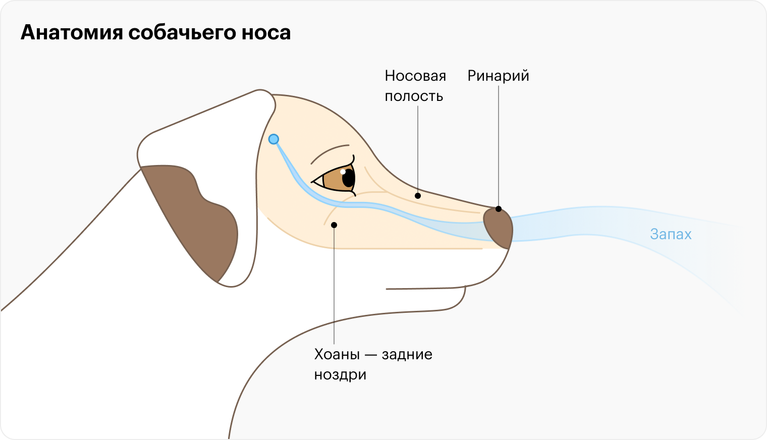 Сухой нос у собаки: причины, что делать, о чем говорит