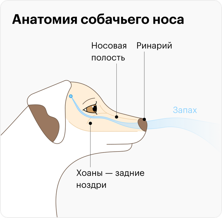 Сухой нос у собаки: причины, что делать, о чем говорит