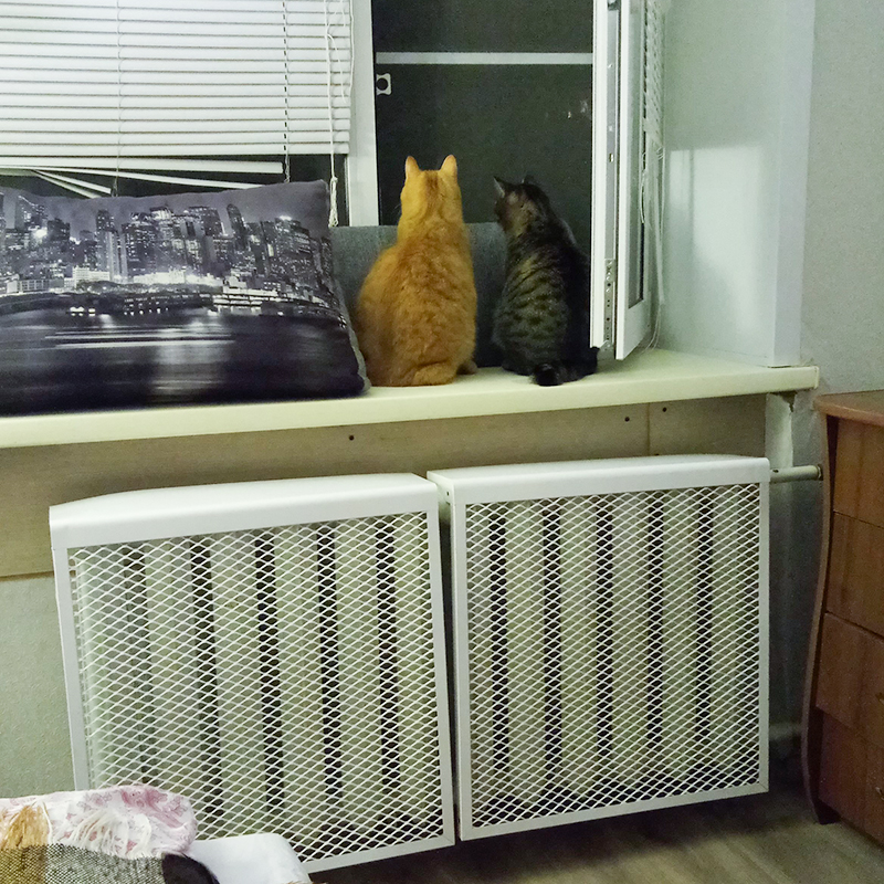 Коты на страже