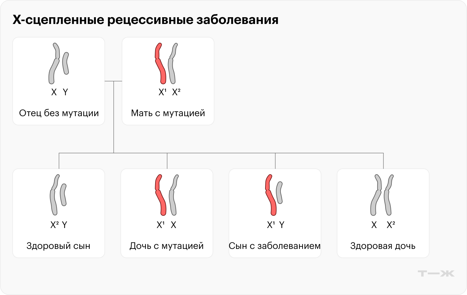 У девочек две X-⁠хромосомы — даже если одна с мутацией, есть второй здоровый ген, поэтому признак не проявляется. Но они будут носителями заболевания и могут передать его своим сыновьям