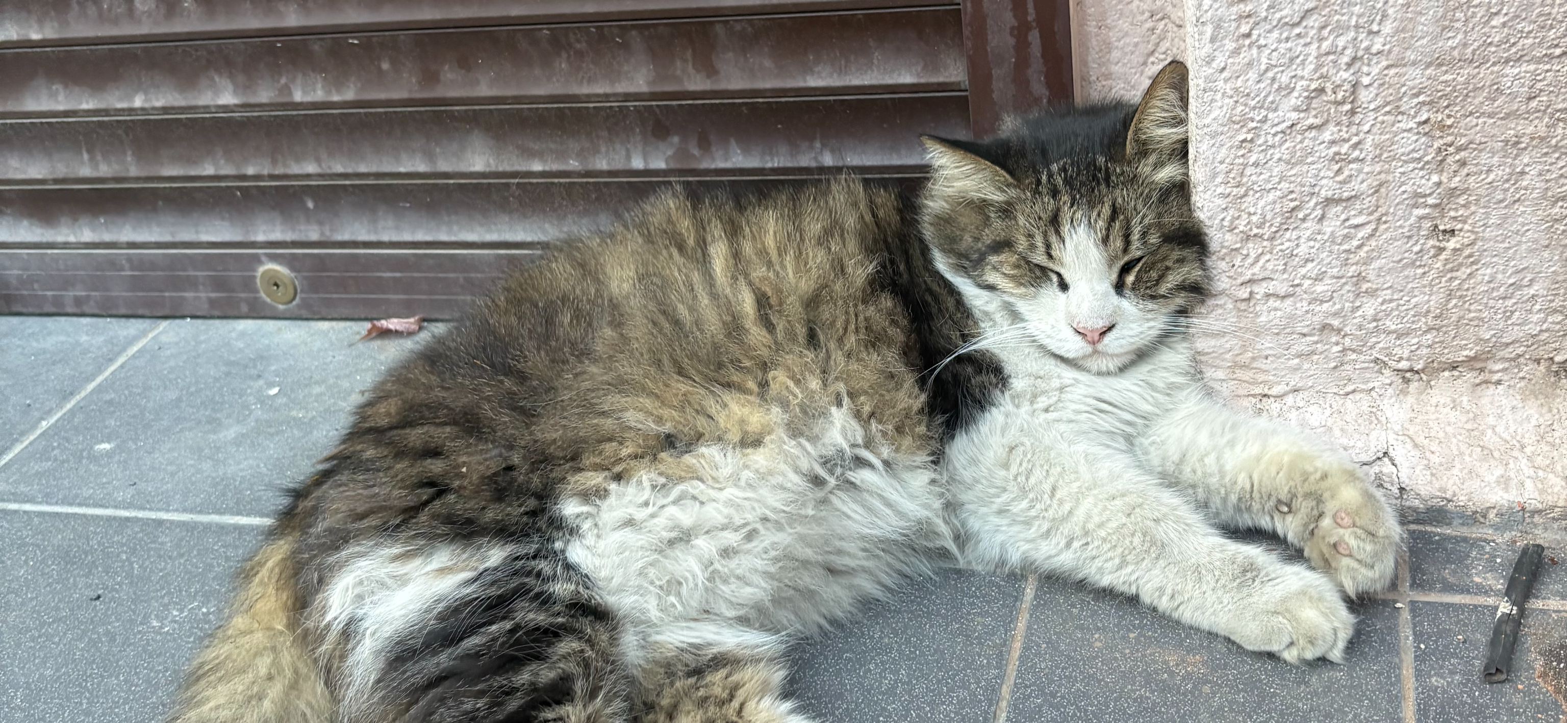 Фото питомца: кот Василий отдыхает