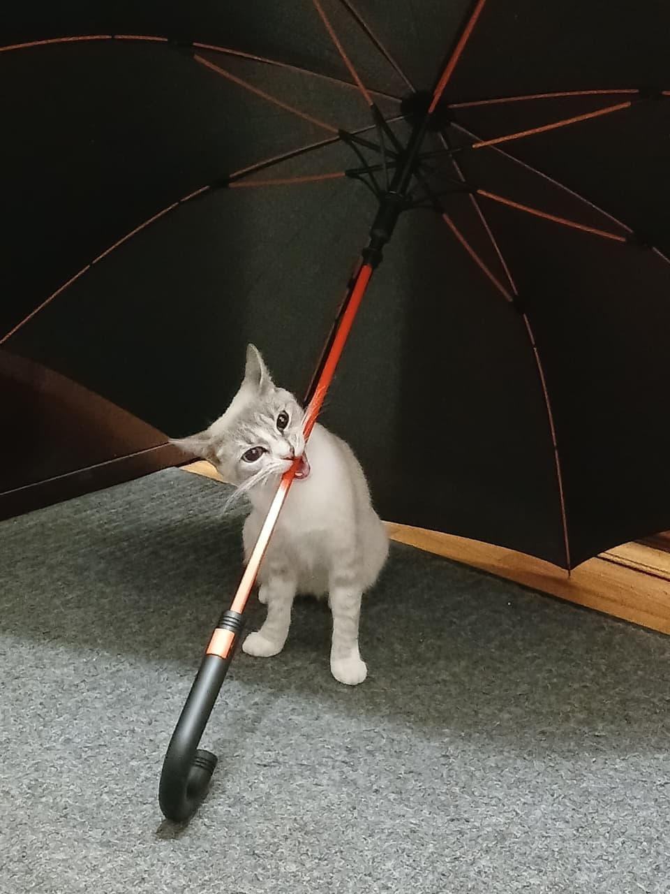 Не забывайте зонтик!