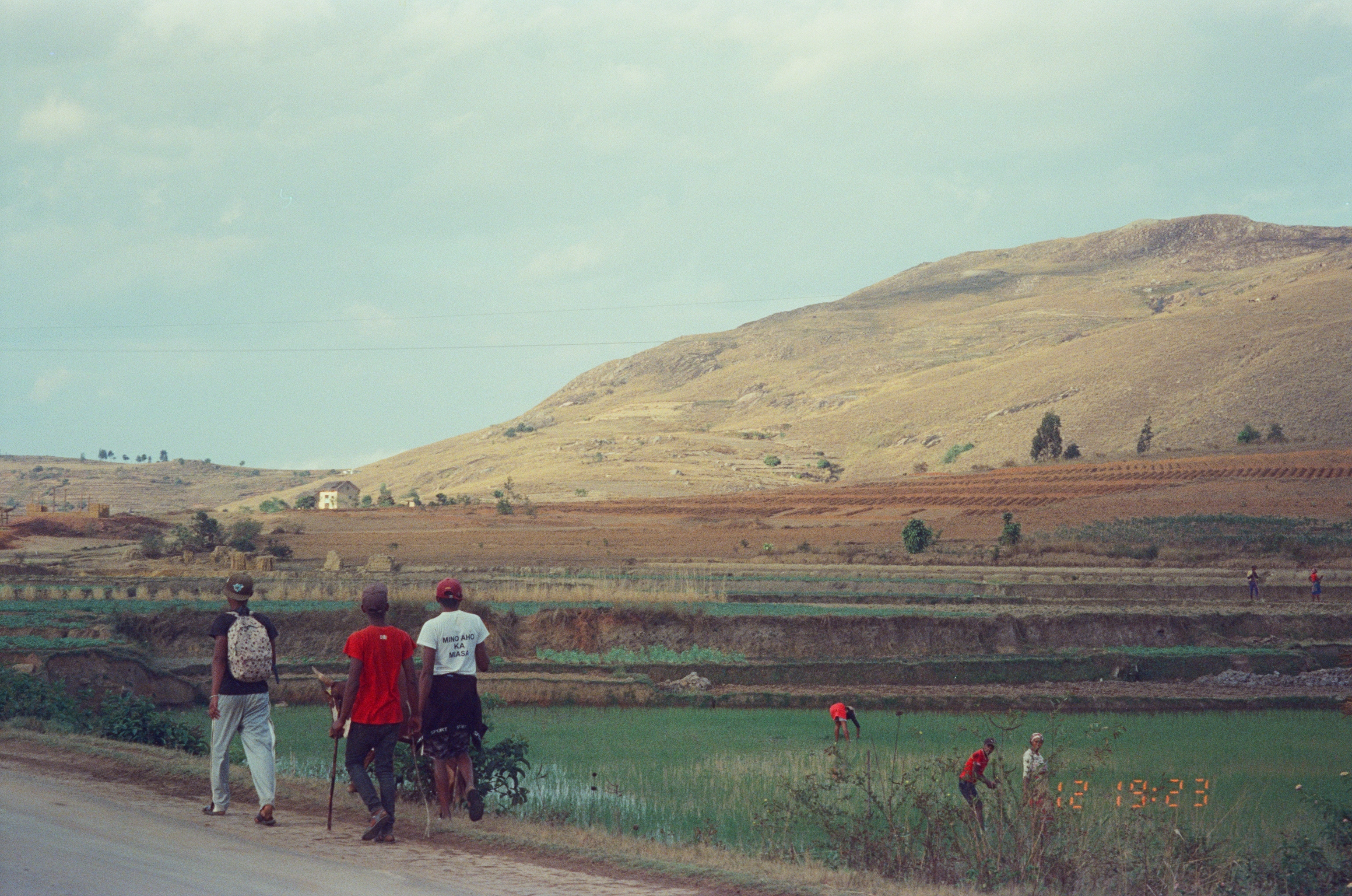 Малагасийцы работают на рисовом поле