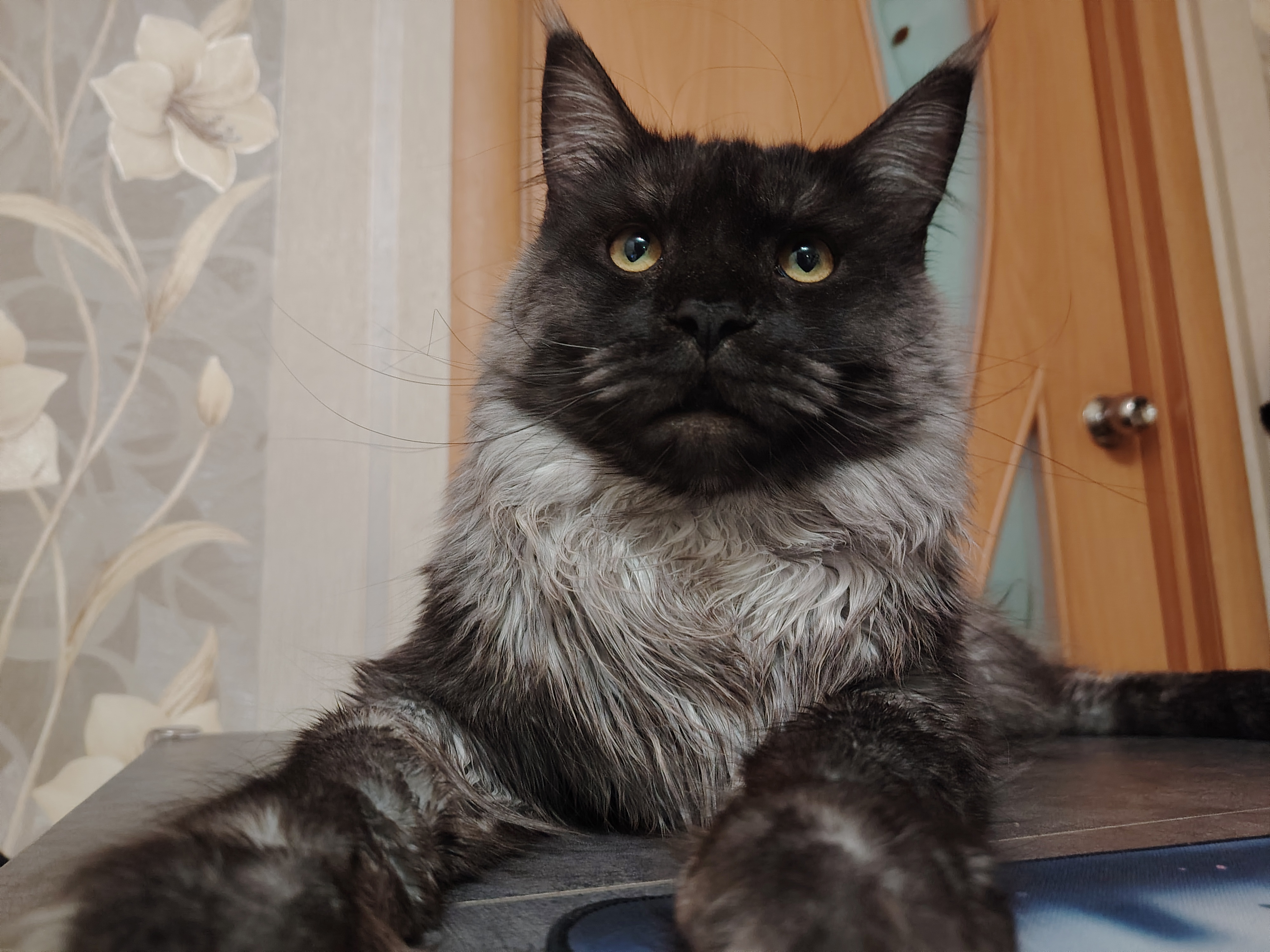 Фото питомца: мейн-кун Оскар живет свою лучшую жизнь