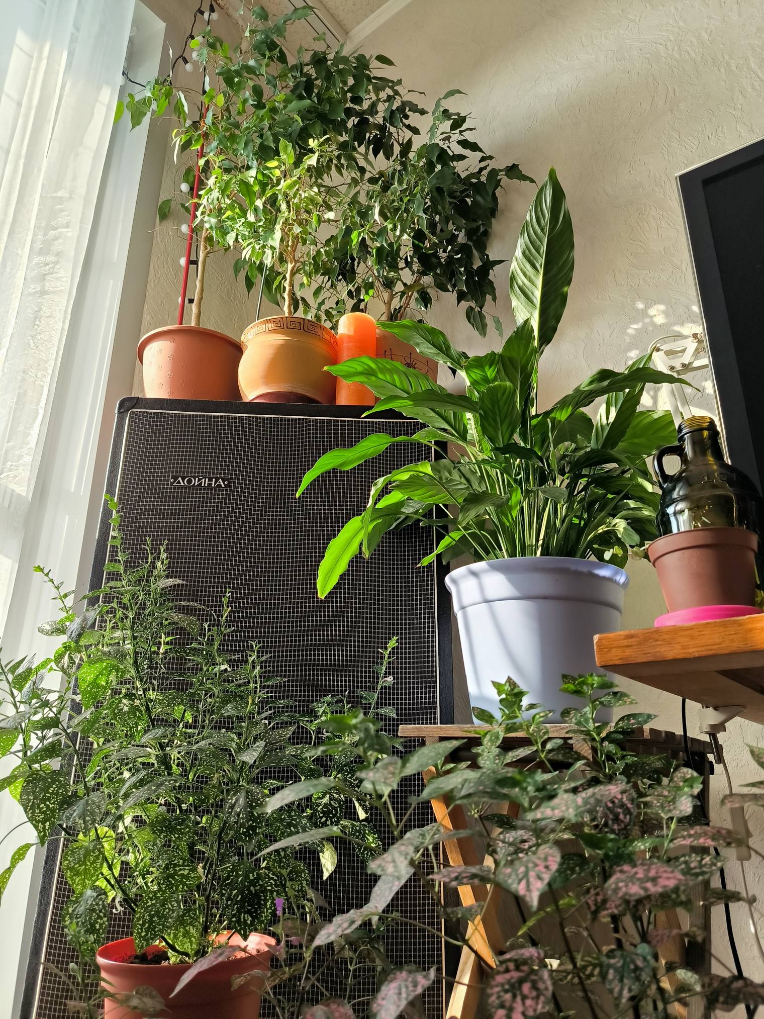 Как ухаживать за комнатными растениями?