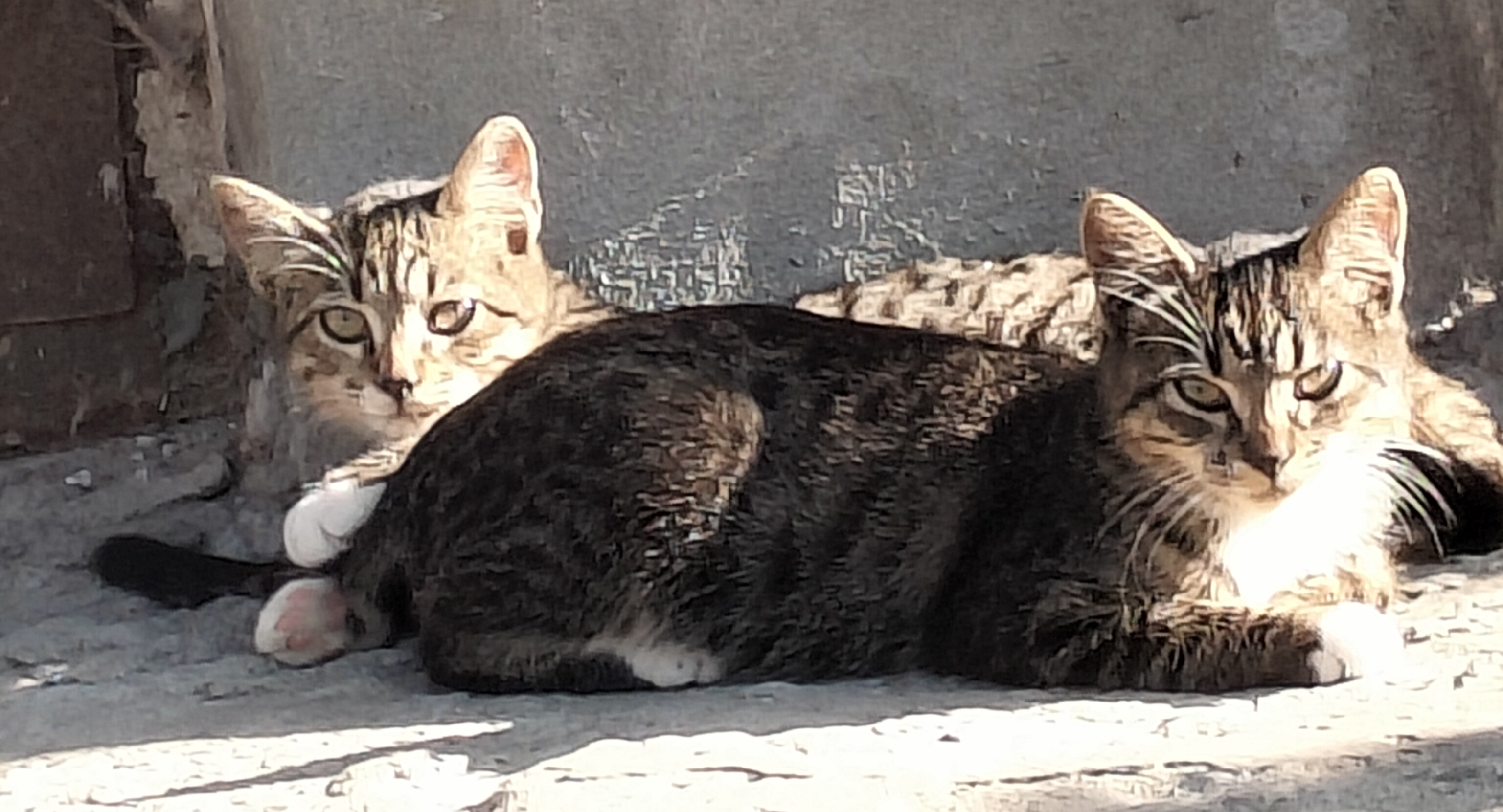 Фото питомцев: коты-двойняшки греются на солнце