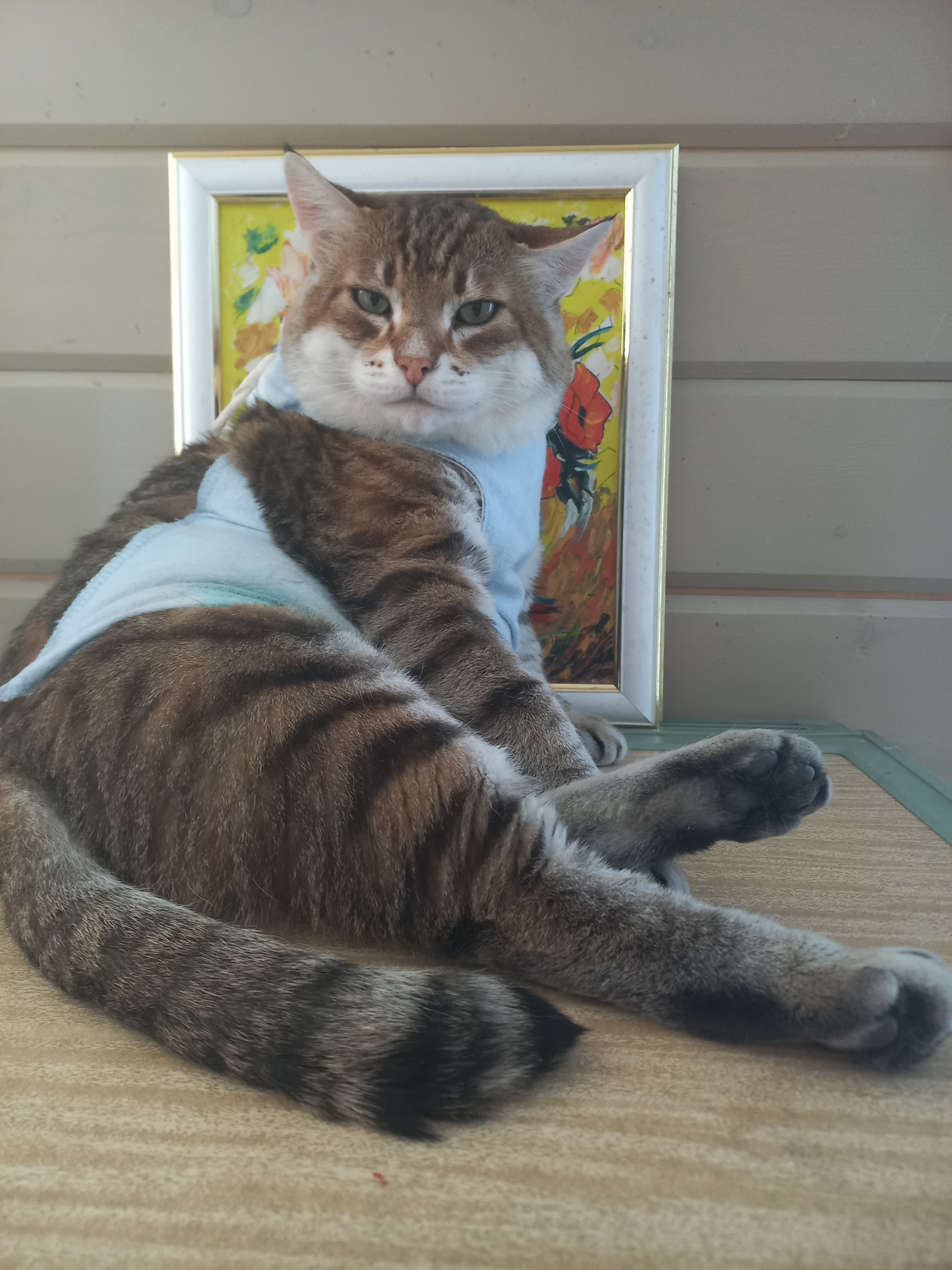 Подобрала фотографии, как Рыся заживал и менялся