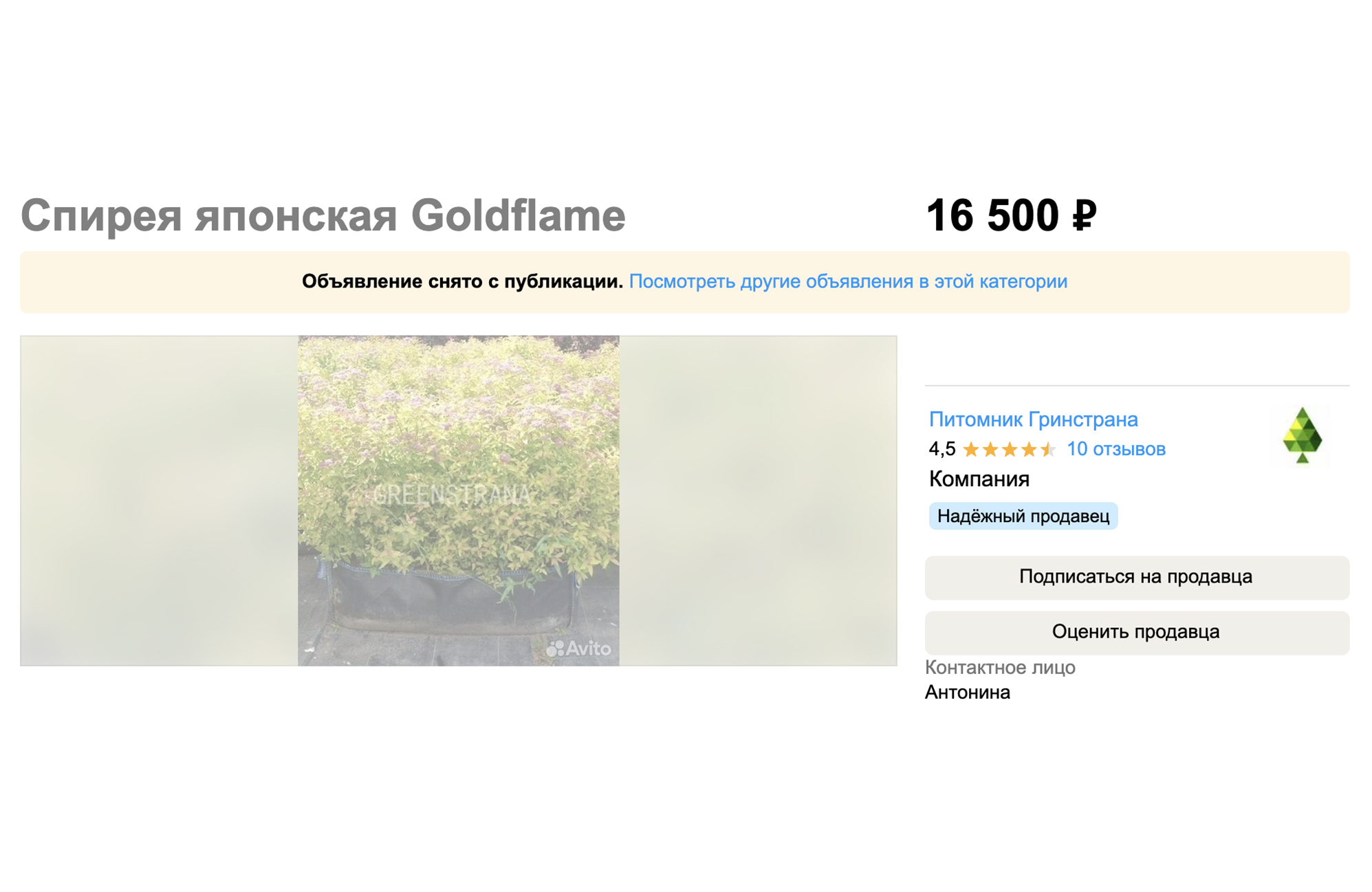 Сортовая взрослая спирея из известного питомника стоит уже 16 500 ₽. Источник: avito.ru