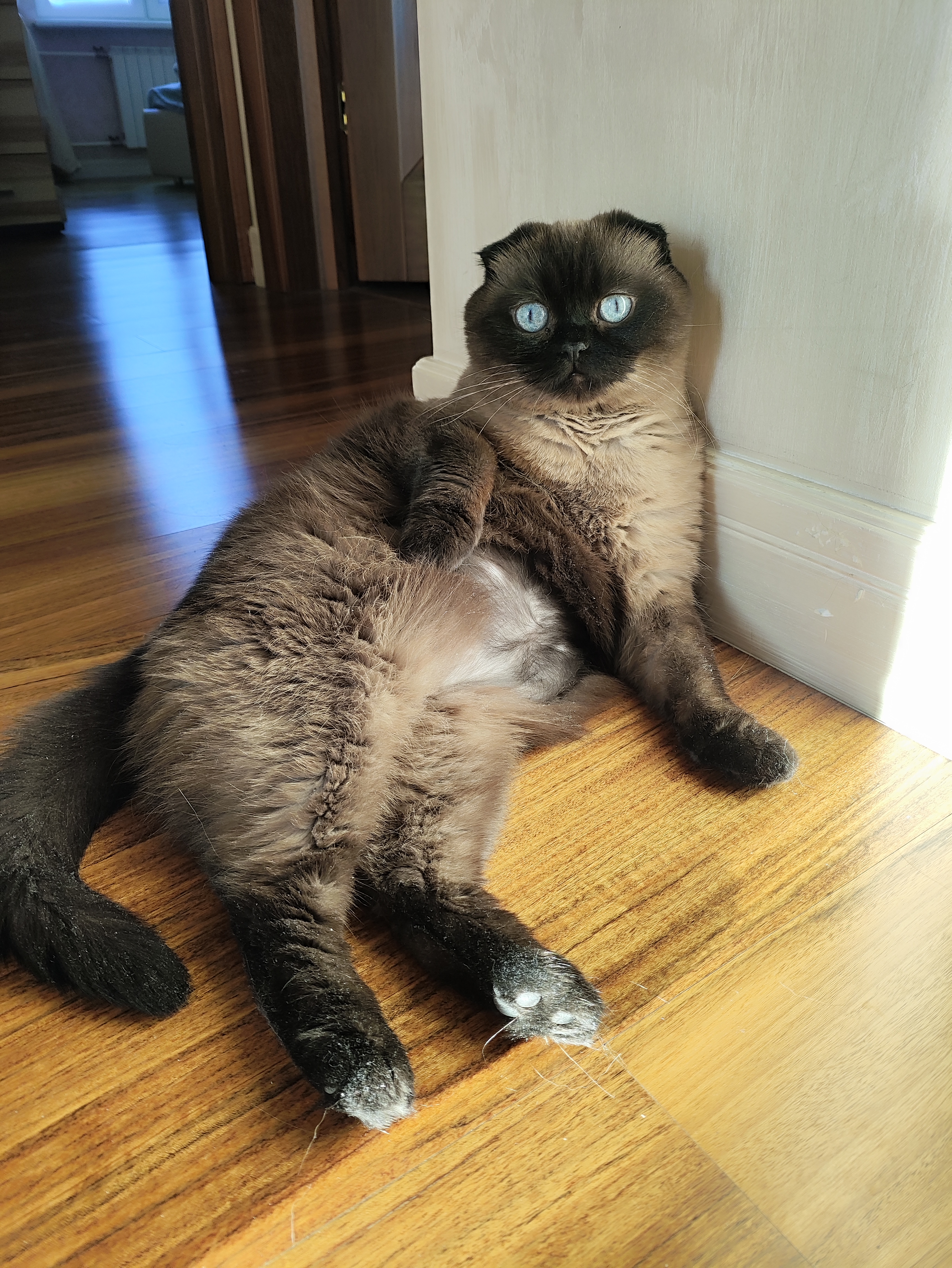 Мы потратили 16 867 ₽ на переезд кота Деймоса в другой город