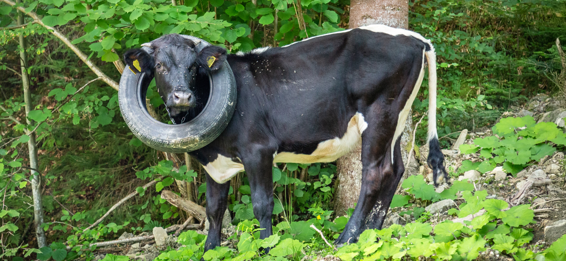 Не только сорти­ровка отходов: вот 9 идей, как еще можно спасать природу