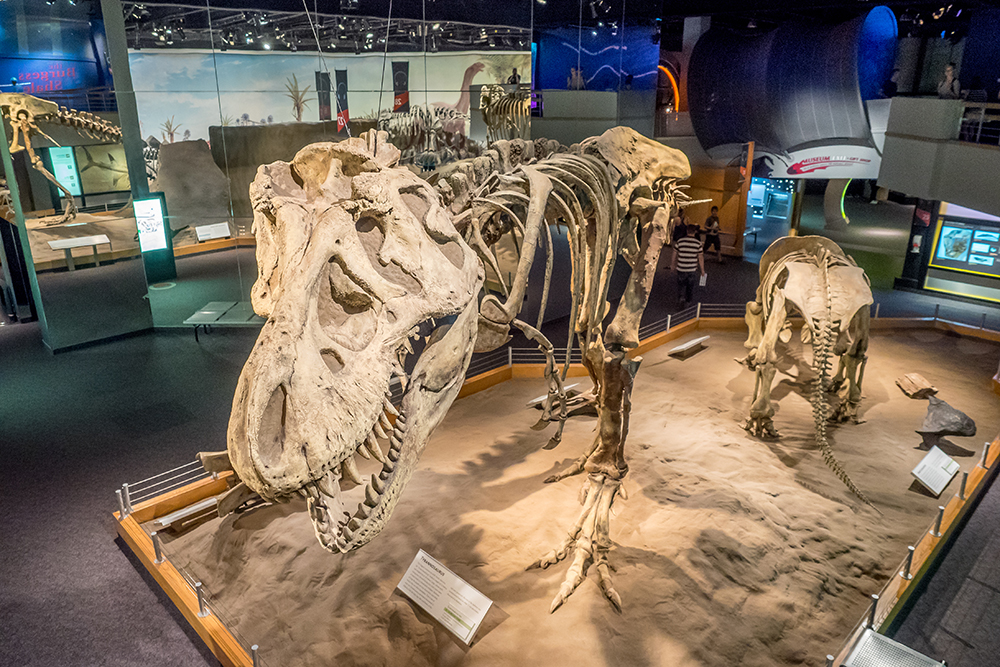 Мне показалось, что музей больше подходил для семей с детьми, но мне тоже было интересно. Источник: Jeff Whyte / Shutterstock