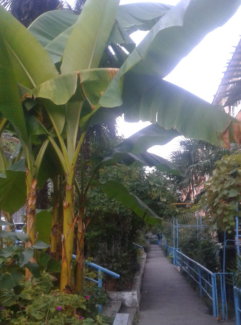 Идем домой через цветущие дворы, пальмы и бананы