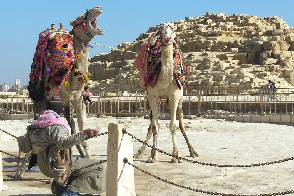 Туристический аттракцион у пирамид Гизы: залезаешь на верблюда бесплатно, а за спуск платишь деньги