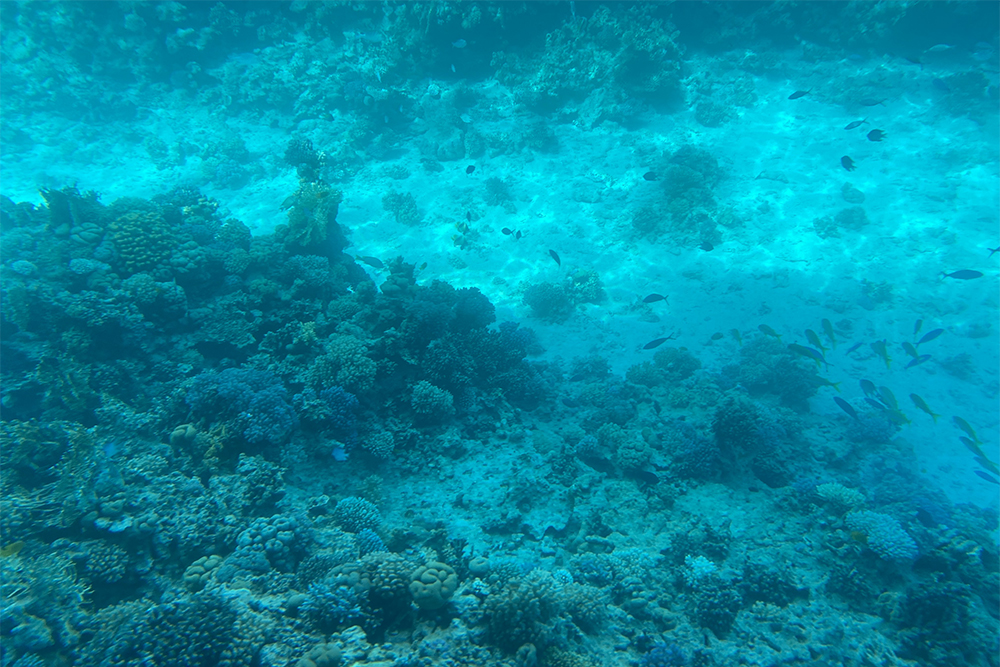 Так выглядит море из трюма батискафа. Здесь крупные кораллы разной формы