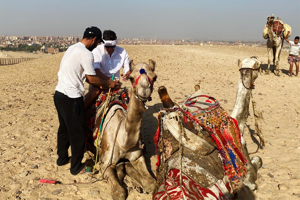 Верблюды на смотровой площадке — аттракцион для туристов