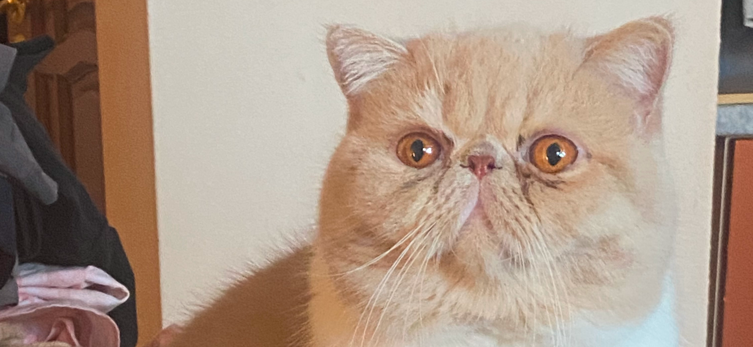 Фото питомца: экзот Этьен Карлович сидит на столе