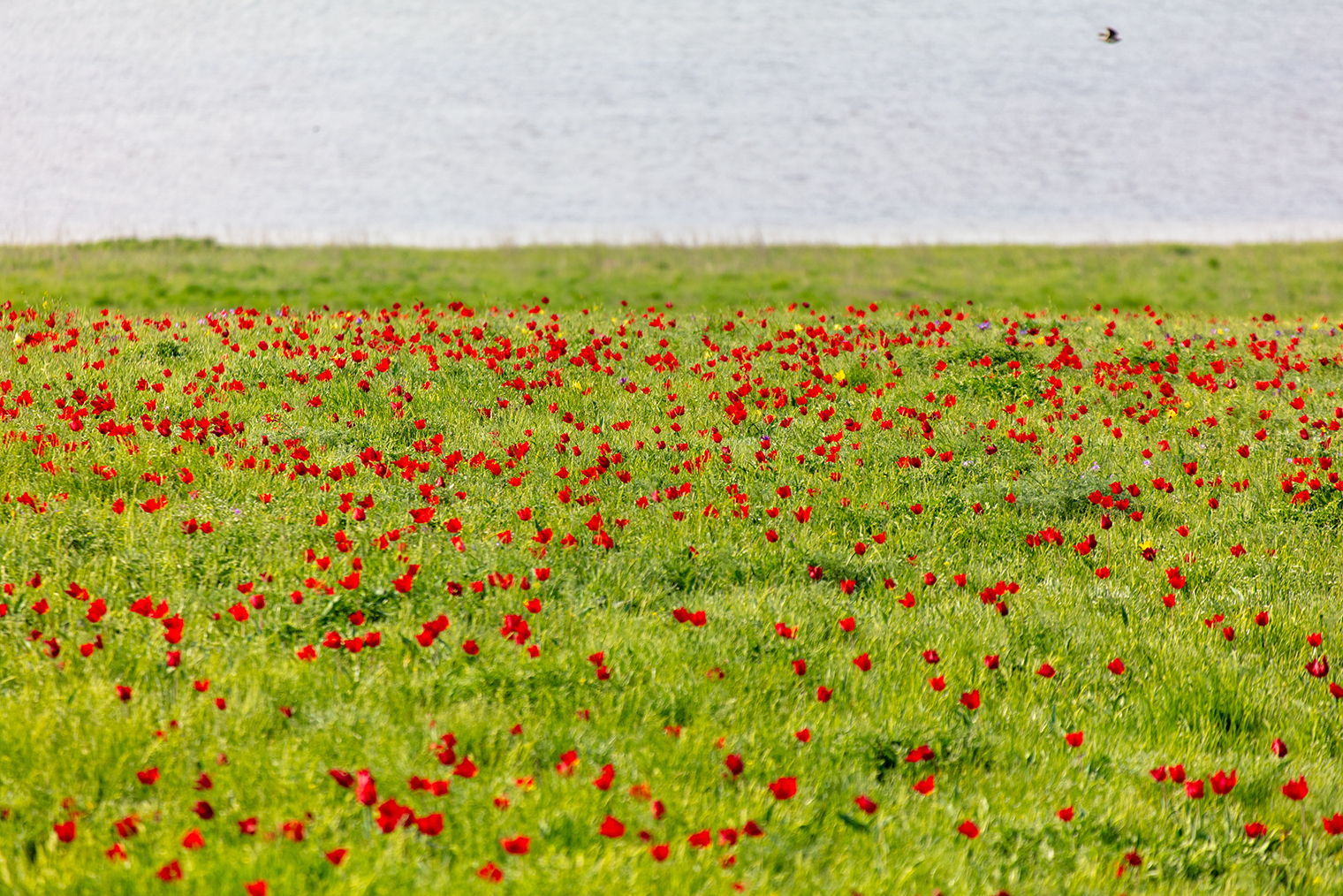 Весной цветущие степи Калмыкии похожи на яркий ковер. Фотография: schankz / Shutterstock / FOTODOM