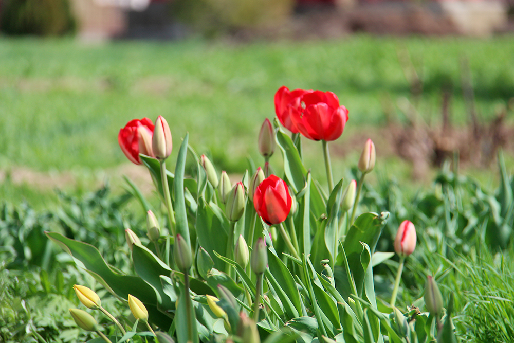 В городе тюльпаны можно увидеть на газонах и клумбах
