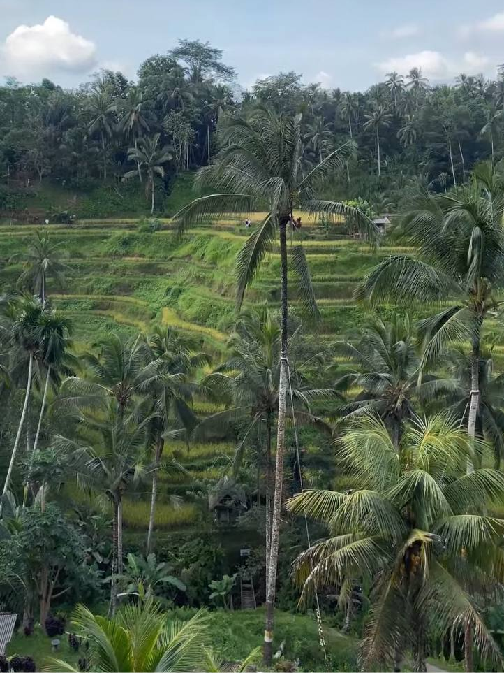 Рисовые терассы, Убуд, Бали