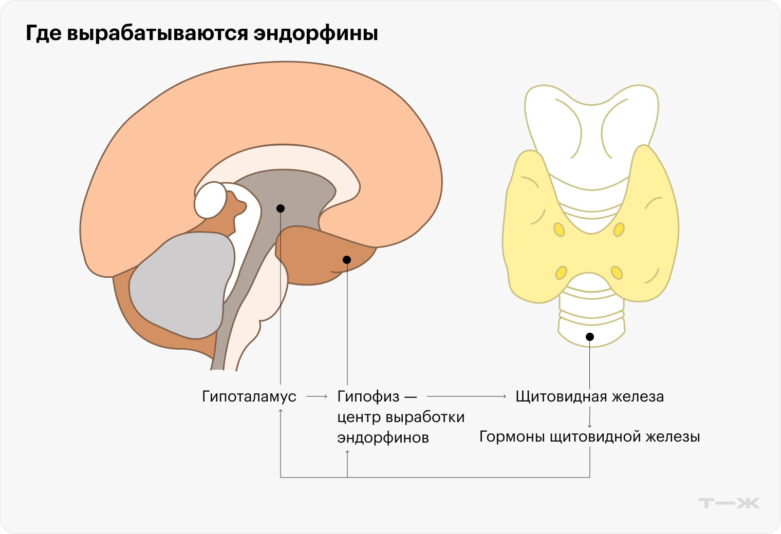 Образуются эндорфины в центральном органе эндокринной системы — гипофизе. Это маленькая железа, находящаяся в нижней части головного мозга, которая связана с гипоталамусом. В зону ответственности гипоталамуса входит передача гипофизу сигналов о том, какие гормоны сейчас необходимы организму