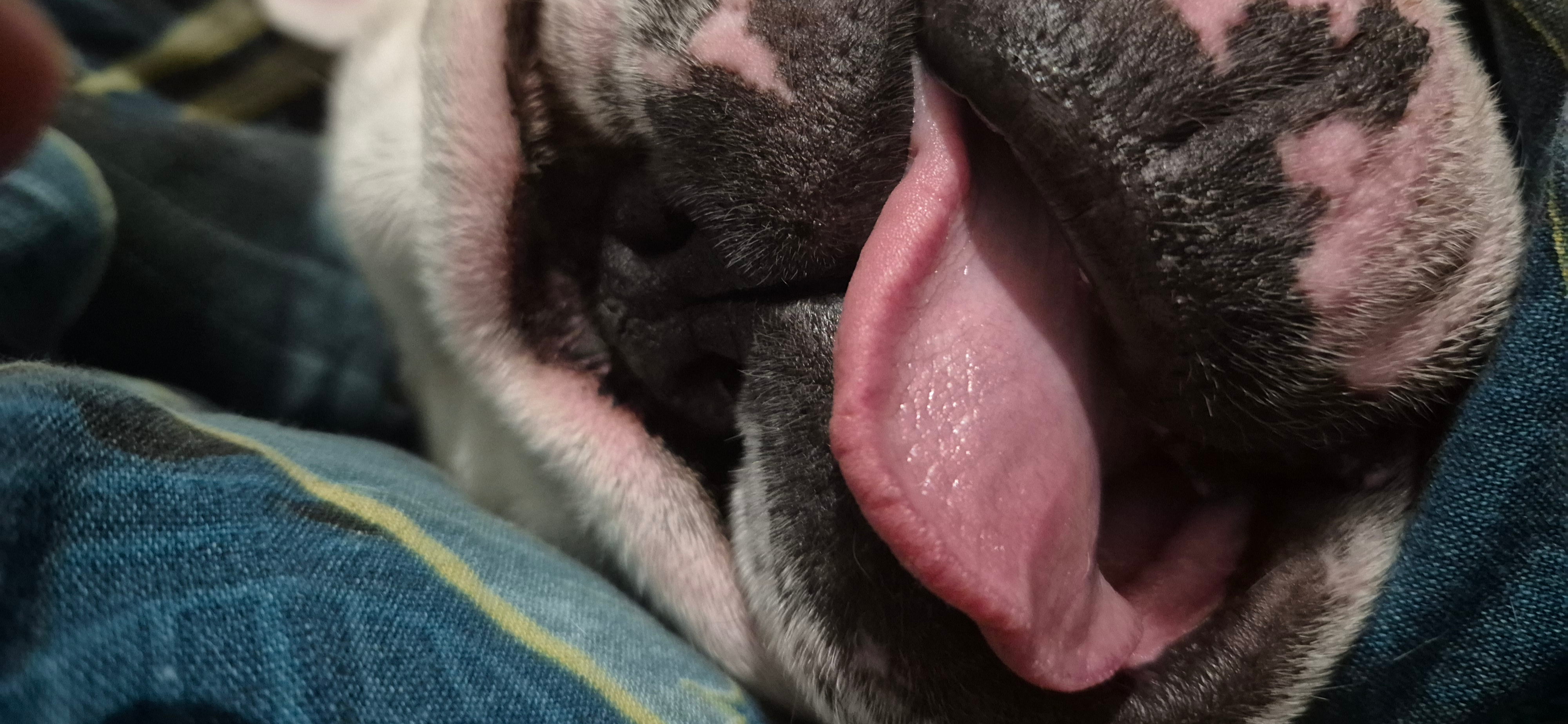 Фото питомца: английский бульдог Бонни наслаждается жизнью